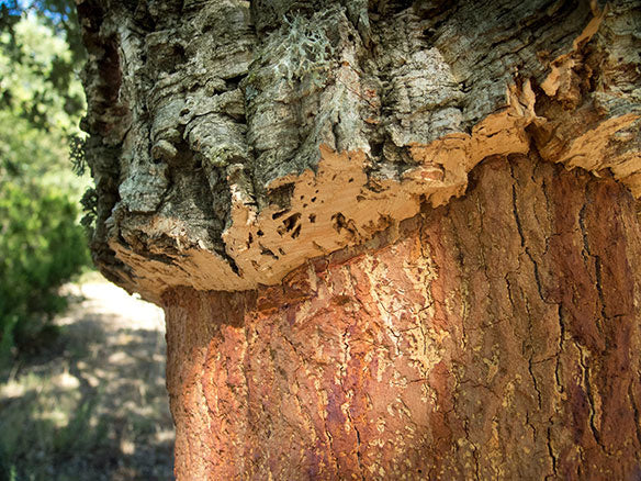cork tree