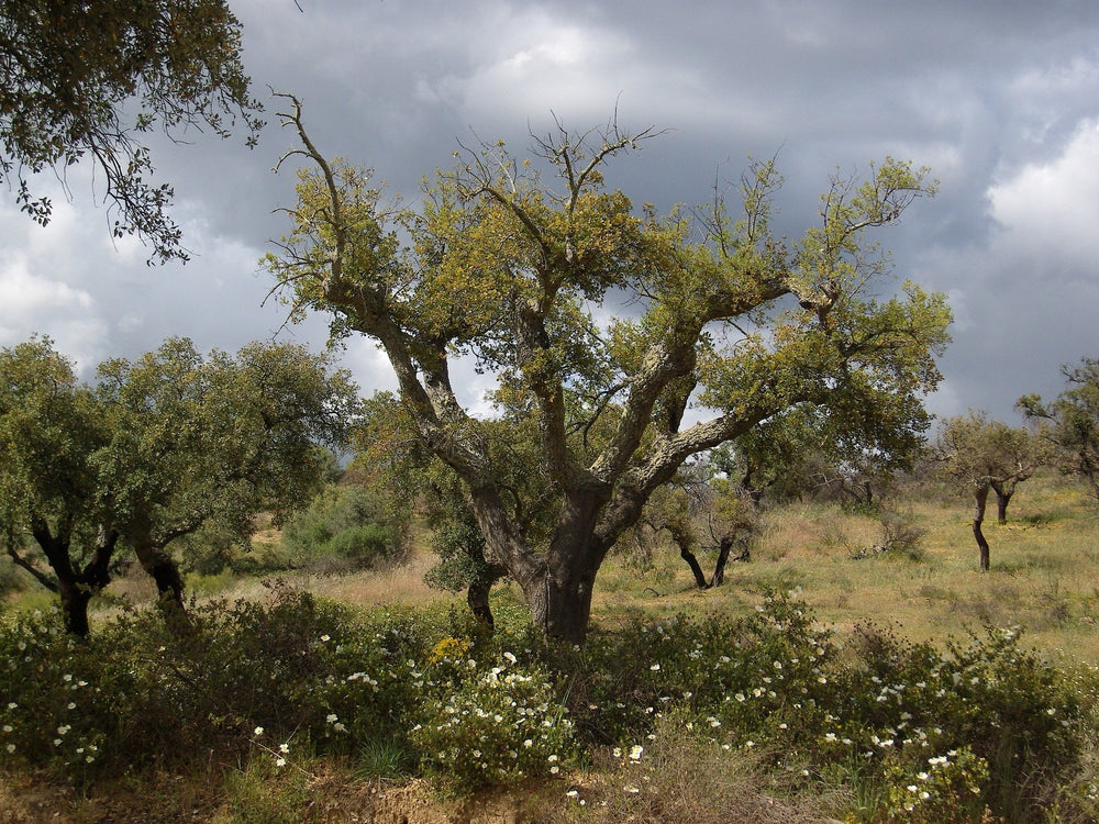 stockvault-cork-oak211260