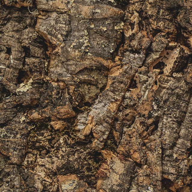 Kurk24 Wandkurk plaat - Cork Forest - 60 x 90 cm